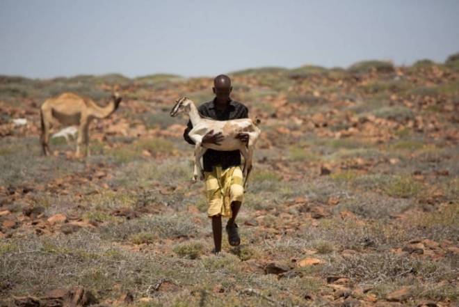 FAO reaches milestone in massive famine-prevention campaign in Somalia
